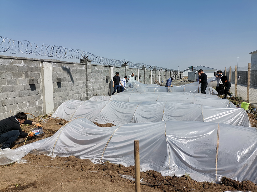 1722395998346643iZBg.jpg 搭棚种菜.jpg